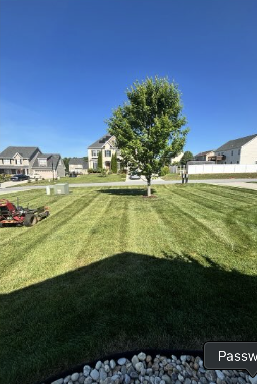 Mowed lawn with maple